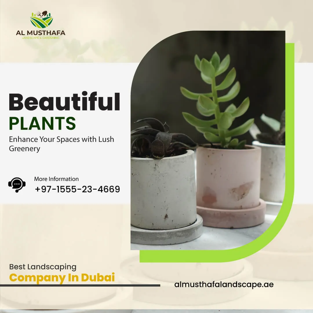 New-Plants.webp