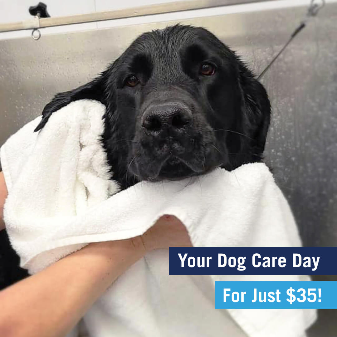Your-Dog-Care-Day.jpg